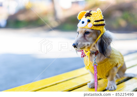 Zodiac Tiger Year Dachshund taking a walk in the park 85225490