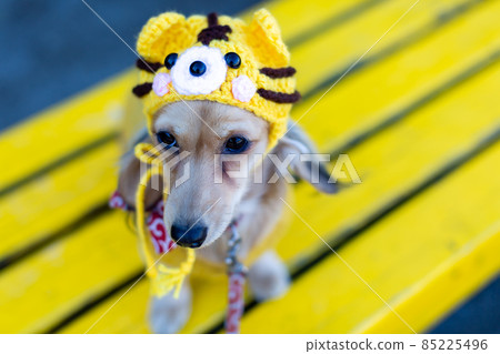 Zodiac Tiger Year Dachshund taking a walk in the park Zodiac Tiger Year Dachshund taking a walk in the park 85225496