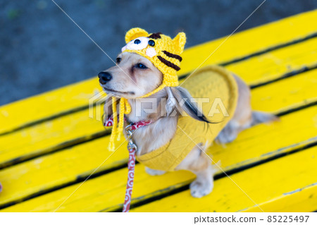 Zodiac Tiger Year Dachshund taking a walk in the park Zodiac Tiger Year Dachshund taking a walk in the park 85225497