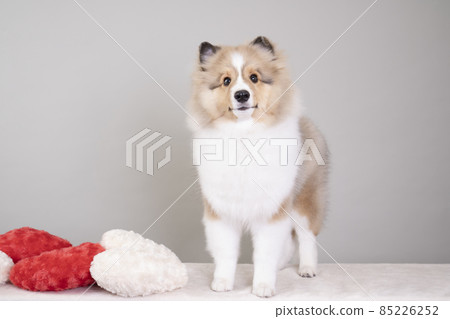 Sheltie 設得蘭群島牧羊犬幼犬和心形墊 85226252