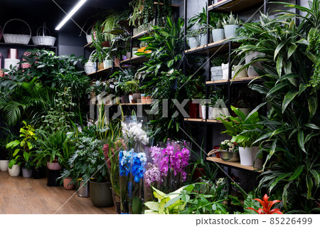 showcase of a florist shop selling flower plants 85226499