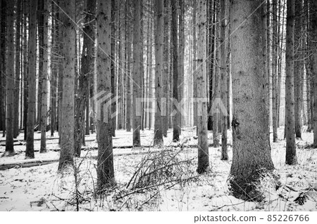 A winter forest in Russia black and white 85226766