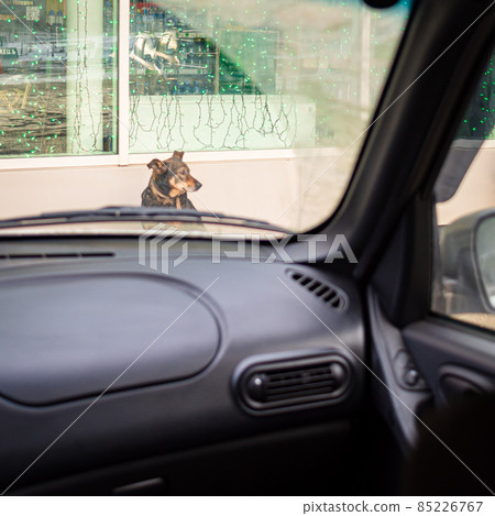 homeless dog by the shop view form car 85226767