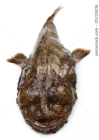 安康魚 安康魚 85226836