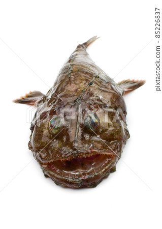 安康魚 安康魚 85226837