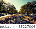 A tree-lined road with a quiet sunset 85227006