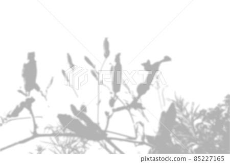 Summer background from the shadow of a sprig of field grass on a white wall. White and black for photo or mockup 85227165