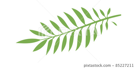 Palm green leaf for paradise isolated on white background 85227211