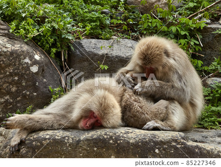 Family of japanese macaques are resting with their cub. Concept happy family 85227346