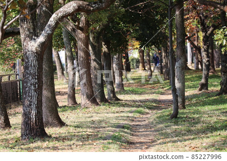 公園的風景，在那裡您可以看到樹林盡頭的奔跑者的背影，以及枯葉、枯草和綠草地面上的土路 85227996
