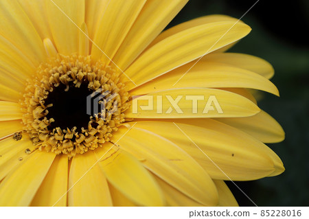 Macro of a yellow gerbera in the upper left hand corner 85228016