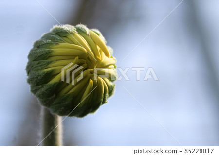 Macro view of a gerbera bud with yellow petals 85228017