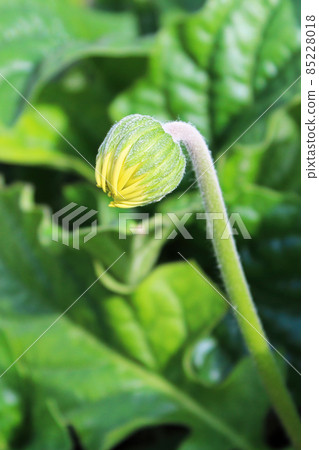 Vertical view of a gerbera bud with yellow petals 85228018