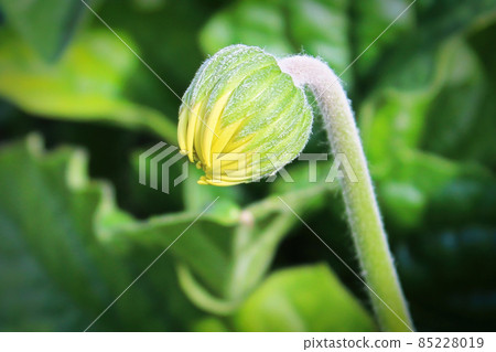 Side view of a gerbera bud with yellow petals 85228019