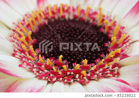 Macro of a pink and white Gerbera Daisy center 85228022