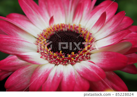 A pink and white Gerbera Daisy at the center of the photo 85228024