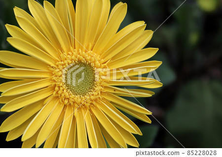 Closeup of a yellow gerbera daisy in bloom 85228028
