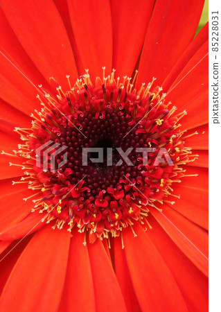 A vertical optical illusion of a 3D gerbera flower A vertical optical illusion of a 3D gerbera flower 85228031