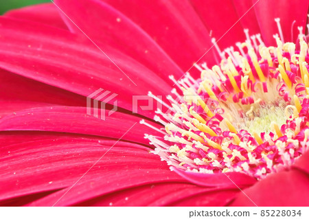 Macro of a pink gerbera at the lower right hand corner Macro of a pink gerbera at the lower right hand corner 85228034