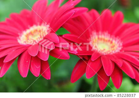 Two pink gerberas close to each other Two pink gerberas close to each other 85228037