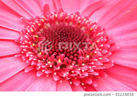 Macro of a pink gerbera at the center of the photo 85228038