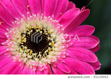 Macro of a pink Gerbera Daisy Flower center 85228042
