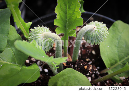 Two tiny gerbera buds grow from the soil 85228043