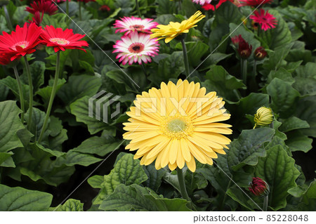 Multicolored gerbera plants growing inside a greenhouse 85228048