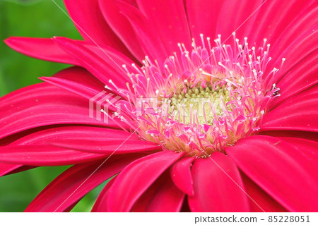 Macro of a pink gerbera at the right hand corner Macro of a pink gerbera at the right hand corner 85228051