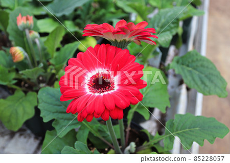 Red and white gerbera grow in pots on a table 85228057