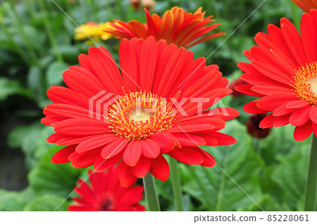 Closeup of red gerbera's growing in a greenhouse Closeup of red gerbera's growing in a greenhouse 85228061