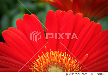 Macro of a red gerbera at the bottom of the photo 85228062