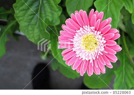 Background of a pink and yellow gerbera Background of a pink and yellow gerbera 85228063