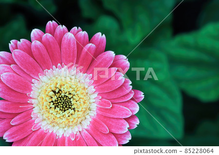 Closeup of a pink gerbera at the lower left hand corner 85228064
