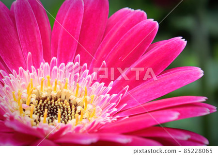 Macro of a pink gerbera at the lower left hand corner 85228065