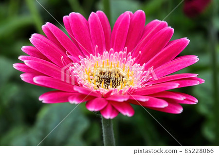Side view of a pink and yellow gerbera 85228066