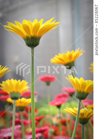 Side view of yellow gerbera flowers blooming Side view of yellow gerbera flowers blooming 85228067