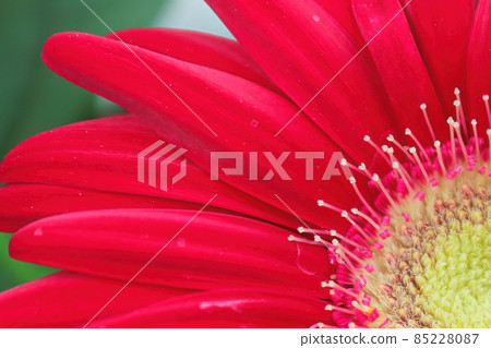 Macro of a red and yellow Gerbera Daisy 85228087