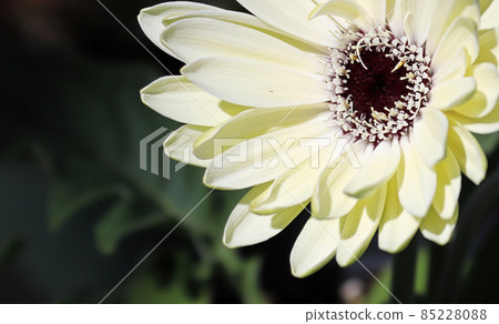 Closeup fo a white gerbera daisy flower 85228088