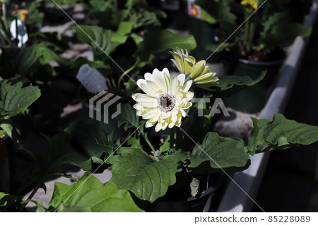 White gerbera growing in pots on a table 85228089