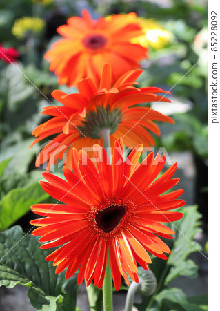 Vertical of three red gerbera in bloom 85228092