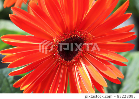 The uneven center of a red gerbera in bloom 85228093