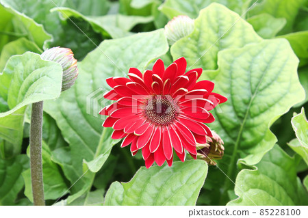 Closeup of a red and brown gerbera blossom 85228100