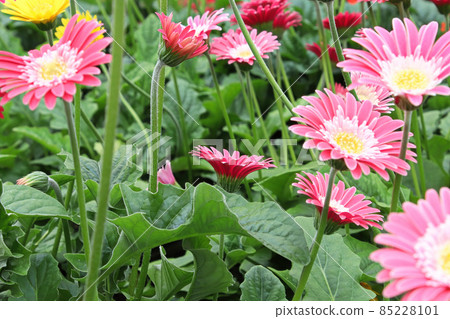 Closeup of multiple colorful gerbera plants flowering Closeup of multiple colorful gerbera plants flowering 85228101