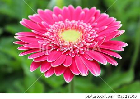 Closeup of a pink and yellow gerbera flower Closeup of a pink and yellow gerbera flower 85228109