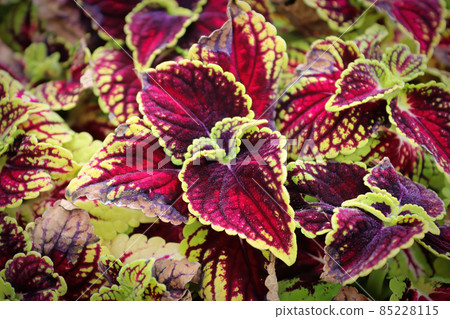 Closeup of red and green coleus plant leaves Closeup of red and green coleus plant leaves 85228115