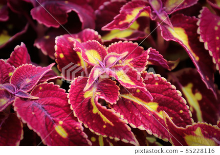 Closeup of pink and gold coleus plant leaves Closeup of pink and gold coleus plant leaves 85228116
