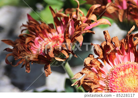 Closeup of drying pink gerbera flower heads Closeup of drying pink gerbera flower heads 85228117