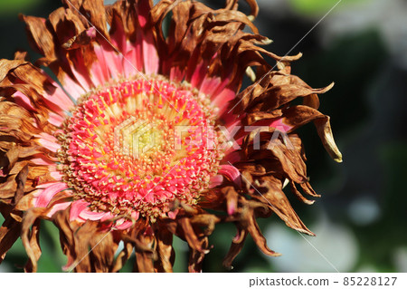 Macro of a gerbera daisy flower head after blooming 85228127