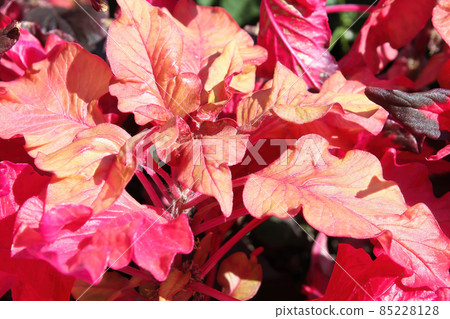 Macro of gold and pink leaves on an amaranth plant Macro of gold and pink leaves on an amaranth plant 85228128